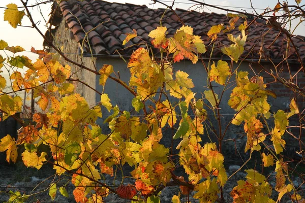 Vista sobre as vinhas de Langhe Roero Monferrato, Património Mundial da UNESCO no Piemonte, Itália . — Fotografia de Stock