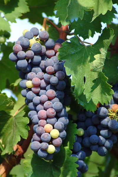 Manojos de uva negra para la producción de vino tinto —  Fotos de Stock