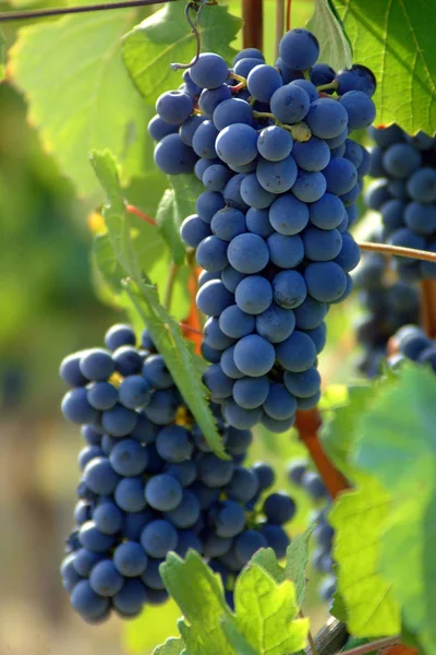 Manojos de uva negra para la producción de vino tinto —  Fotos de Stock