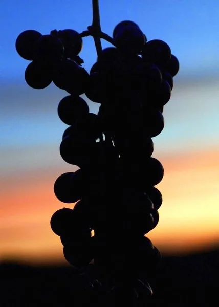 Silueta de un racimo de uva con puesta de sol en el fondo . —  Fotos de Stock