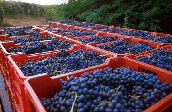 Cosecha de uva negra para la producción de vino tinto . —  Fotos de Stock