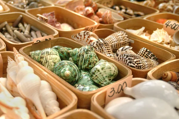 Раковины коллекционные для продажи на рынке — стоковое фото