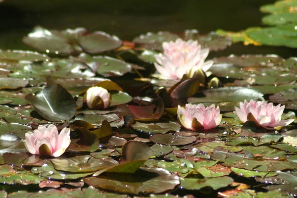 Close-up van Lotus bloemen. — Stockfoto