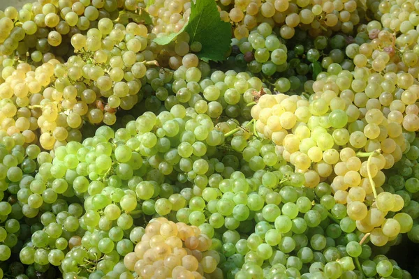 Camarões de uva branca para a produção de vinho — Fotografia de Stock