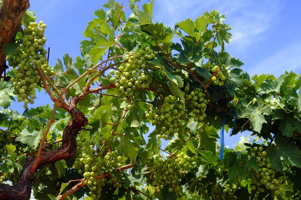 Manojos de uva de ballena para la producción de vino —  Fotos de Stock