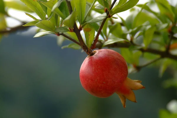 ザクロの果実を含む枝 — ストック写真