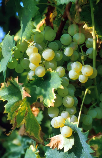 Uva blanca para la producción de vino —  Fotos de Stock