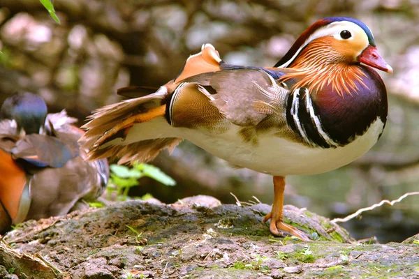 Male Mandarin duck cleans his plumage