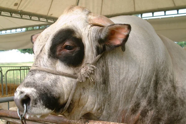 Молодий бик з Пьемонтской Fassone порода — стокове фото