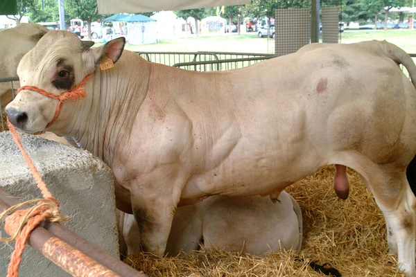 Jonge stier uit het Piedmontese Fassone-RAS — Stockfoto