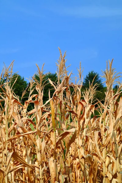 Campo de maíz seco debido a la sequedad . — Foto de Stock