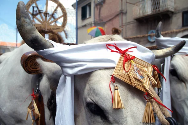 Jelsi, Μολίζε/Ιταλία-07/26/2015-το Φεστιβάλ σιταριού, μια εκδήλωση της γιορτής και των Ευχαριστιών προς τη Santa Anna, όπου αρχαία Κάρα που τραβιούνται από βόδια και διακοσμημένα με συνθέσεις σιταριού και άχυρο, παρέλαση στο χωριό. — Φωτογραφία Αρχείου