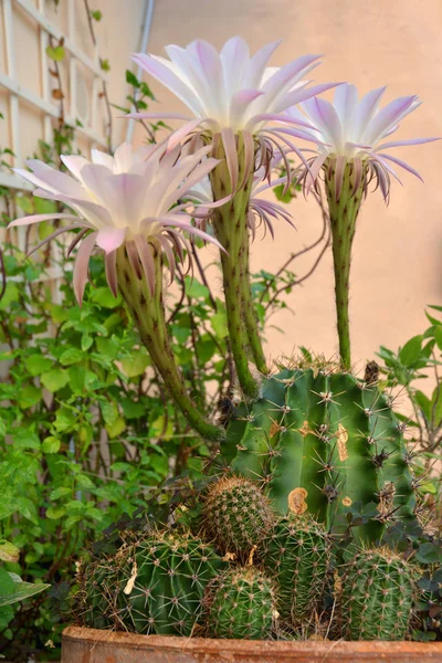 Zbliżenie pięknych kwiatów kaktusa. — Zdjęcie stockowe