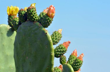 Dikenli armut çiçeği çiçeği.