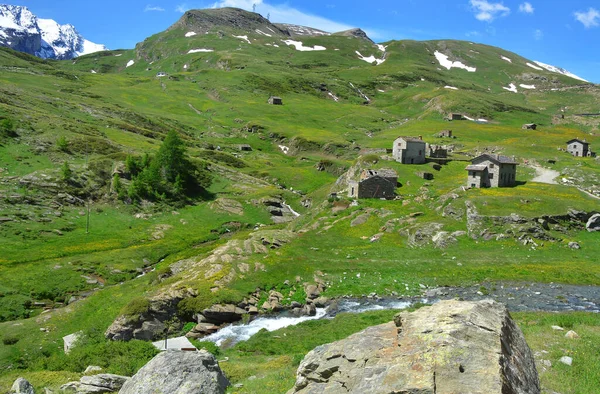 山の高山風景 ドンデナの牧草地や花 アオスタ渓谷 アヴィッチ山の自然保護区でイタリア — ストック写真