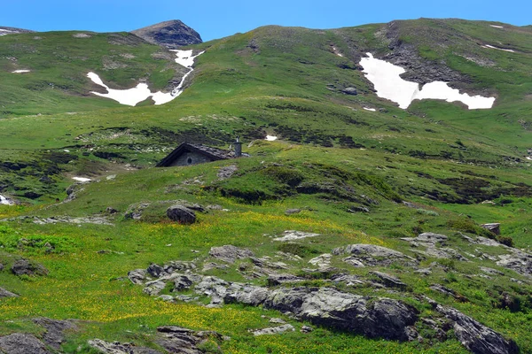 意大利奥斯塔谷栋德纳山自然保护区高山 草地和花卉的高山风景 — 图库照片