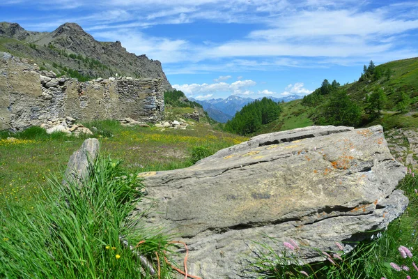 意大利奥斯塔谷栋德纳山自然保护区高山 草地和花卉的高山风景 — 图库照片