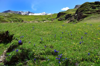 İtalya 'nın Avic Dağı' nın doğal rezervindeki Dondena, Aosta Vadisi 'ndeki dağların, çayırların ve çiçeklerin manzarası..