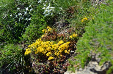 Avic Dağı 'nın doğal rezervindeki Aosta Vadisi, Dondena' daki yabani alp çiçeklerine yakın durun..