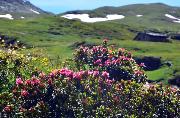 Die Alpine Landschaft Mit Bergen Wiesen Und Blumen Dondena Aostatal — Stockfoto