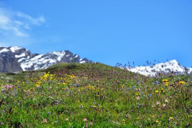 İtalya 'nın Avic Dağı' nın doğal rezervindeki Dondena, Aosta Vadisi 'ndeki dağların, çayırların ve çiçeklerin manzarası..