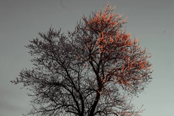 Sakura Tramonto Albero Fiorito Primavera — Foto Stock