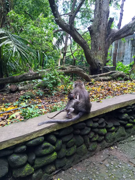 Kera Keluarga Hutan Monyet Pulau Bali — Stok Foto