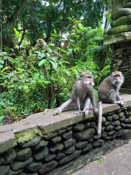 Hutan Kera Pulau Bali — Stok Foto