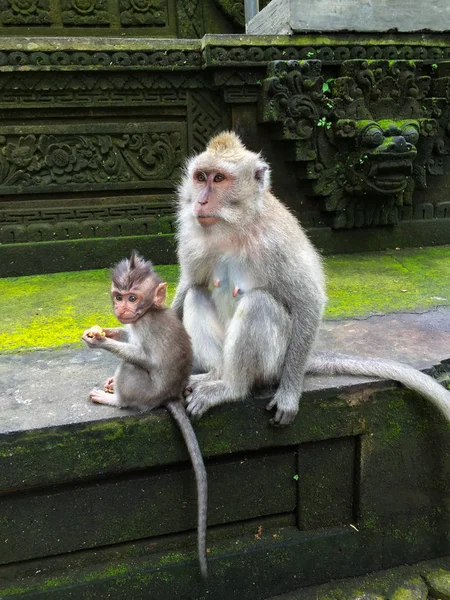 Kera Keluarga Hutan Monyet Bali — Stok Foto