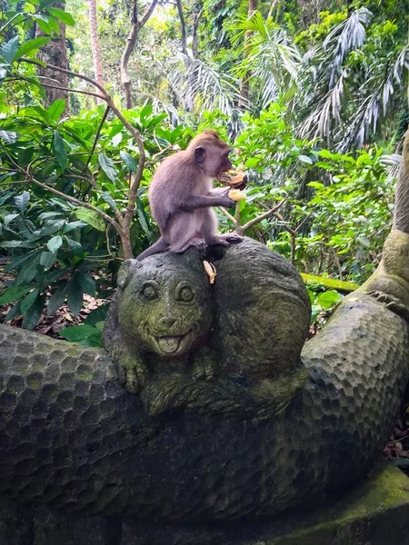 Hutan Monyet Bali — Stok Foto