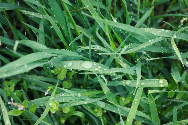 dew drops on young green