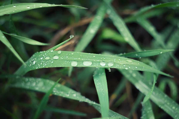 dew drops on young green