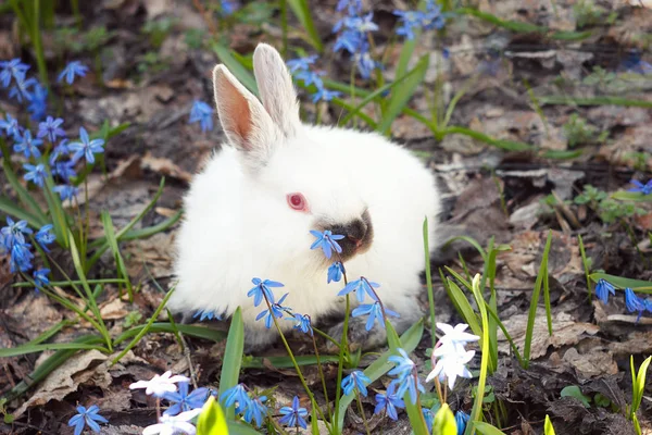 White fluffy Bunny in the