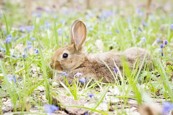 wild hare on a flowering meadow in spring. Easter Bunny in the flowering forest.