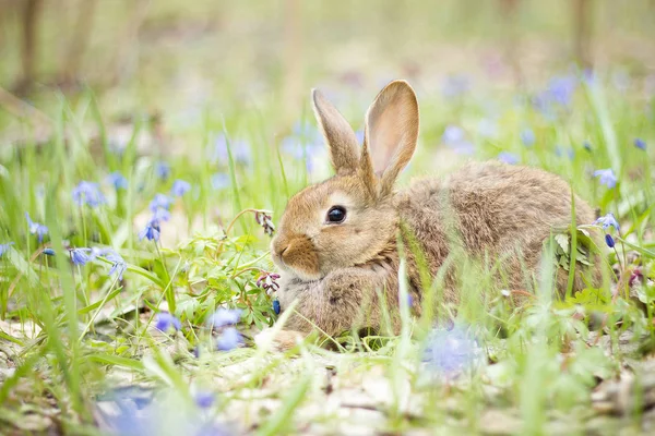 wild hare on a flowering meadow in spring. Easter Bunny in the flowering forest.