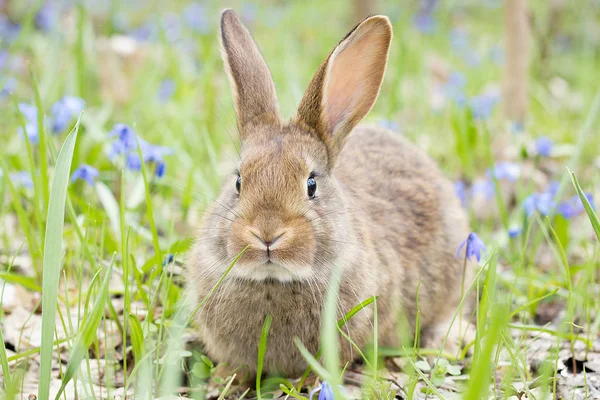 wild hare on a flowering meadow in spring. Easter Bunny in the flowering forest.