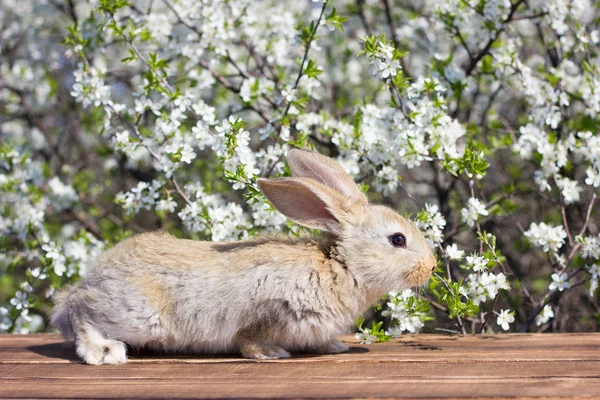 A little hare sits on a wooden table against