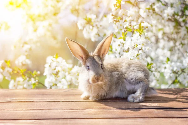 A little hare sits on a wooden table against