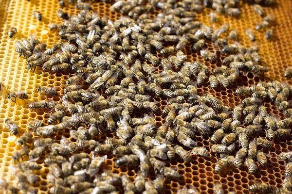 Bees on honeycomb. Honey frame with bees, breeding bees