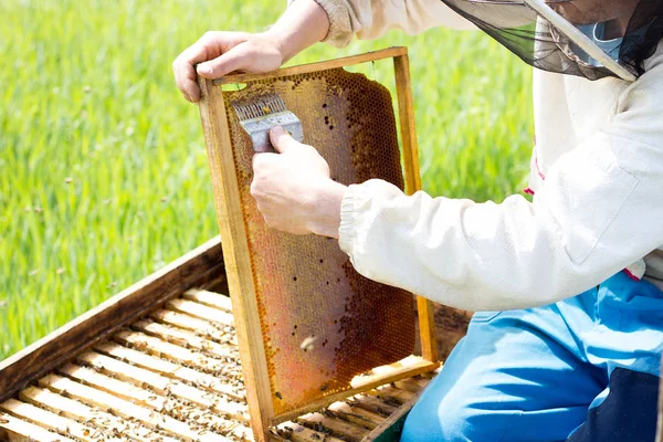 beekeeper cleans honey frames. A man works at the apiary in the summer.
