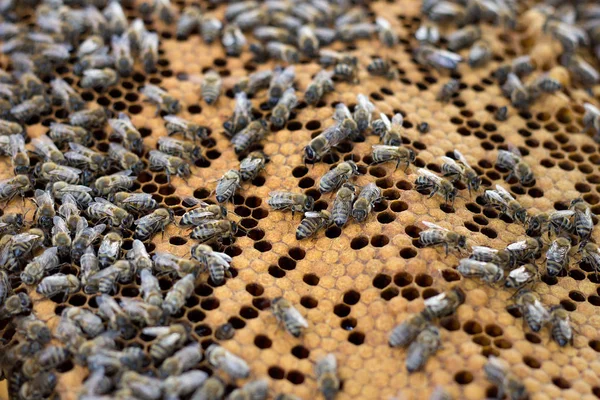 bees on honey frame. Breeding bees. Beekeeping.