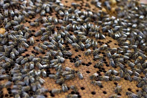 bees on honey frame. Breeding bees. Beekeeping.