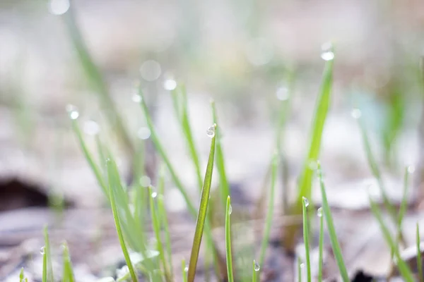 Dew drops on the grass close-up. Drops of dew early in the morning