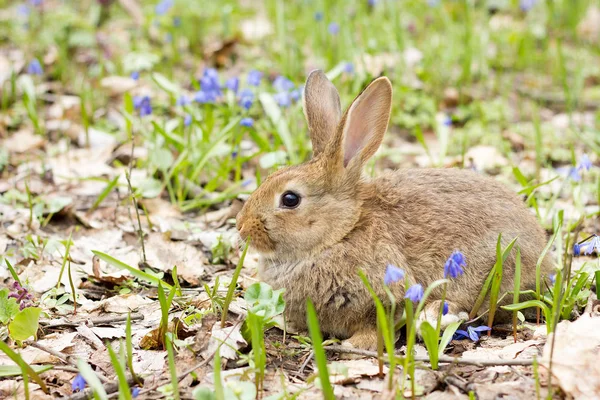 wild hare on a flowering meadow in spring. Easter Bunny in the flowering forest.