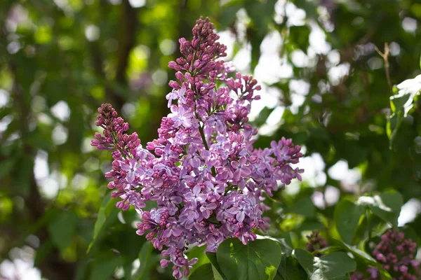 purple lilac outdoors. Gentle spring background. Spring May Flowers