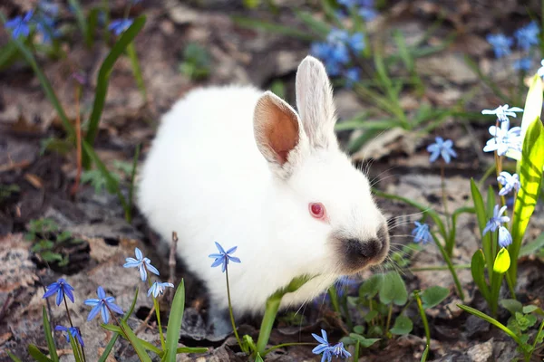 White fluffy Bunny in the