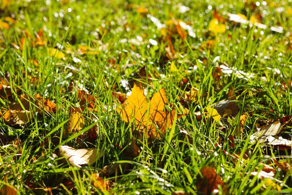 Beautiful autumn fallen leaves on the grass.