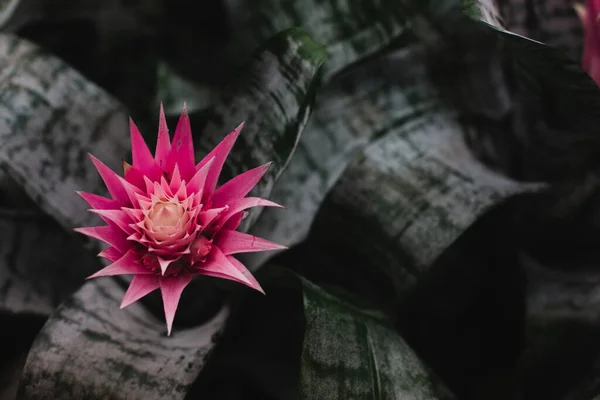 Pink flower on a dark background.