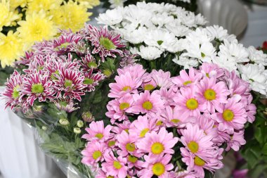 Beyaz, sarı ve pembe krizantem bir çiçek dükkanında. Krizantem bir buket.
