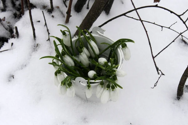 Gotas de neve de primavera na neve na floresta — Fotografia de Stock